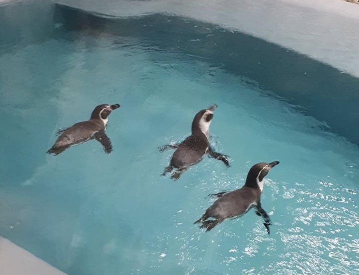 Пингвины Харьковского зоопарка 